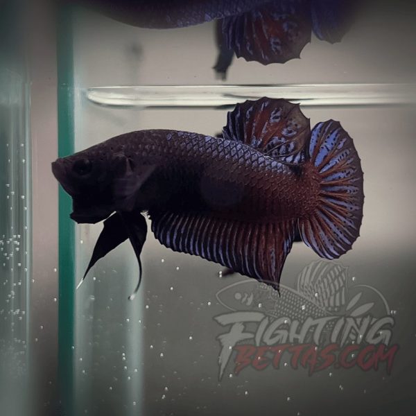 Sakai Top Fighter D226#7 Imported Thai Bloodline Betta Plakat