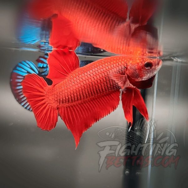 Fire Bagan API BA2#8 Imported Indo Bloodline Betta Plakat