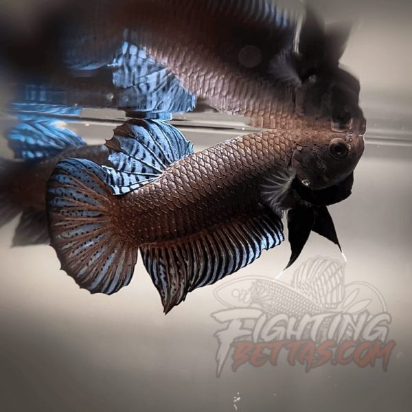 Sakai Top Fighter D226#2 Imported Thai Bloodline Betta Plakat