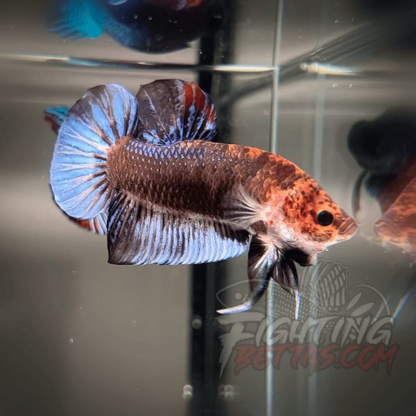 Sakai “GHOST” Fighter SG10#13 Thai Bloodline Betta Plakat