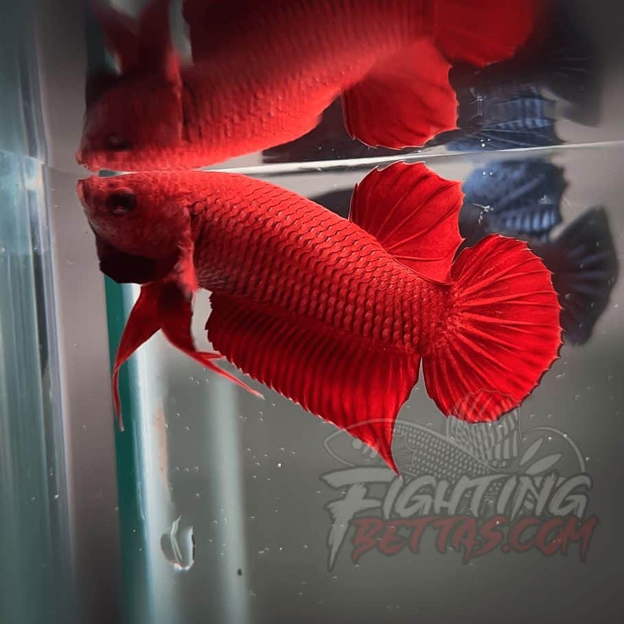 Fire Bagan API BA2#11 Imported Indo Bloodline Betta Plakat