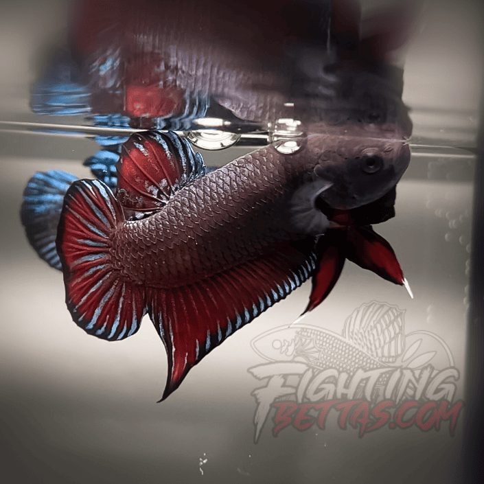 Spartan Series Ultimate Fighter SP1#10 Thai Bloodline Betta Plakat
