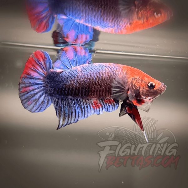 Sakai “GHOST” Fighter SG10#17 Thai Bloodline Betta Plakat