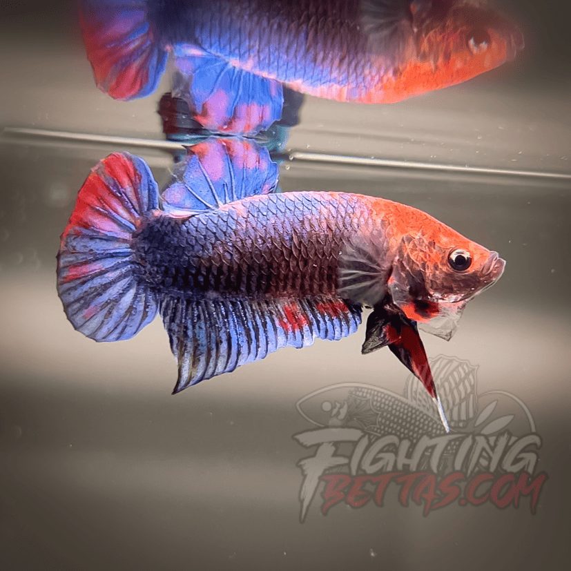 Sakai “GHOST” Fighter SG10#17 Thai Bloodline Betta Plakat