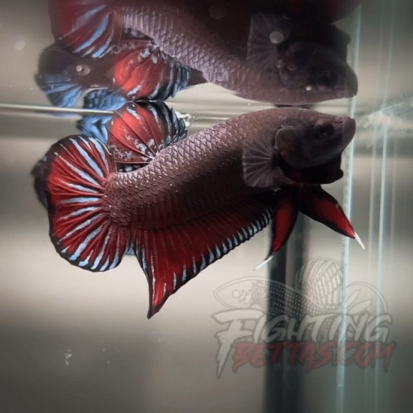 Spartan Series Ultimate Fighter SP1#10 Thai Bloodline Betta Plakat