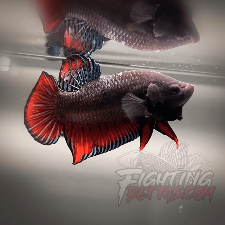 Spartan Series Ultimate Fighter SP1#9 Thai Bloodline Betta Plakat