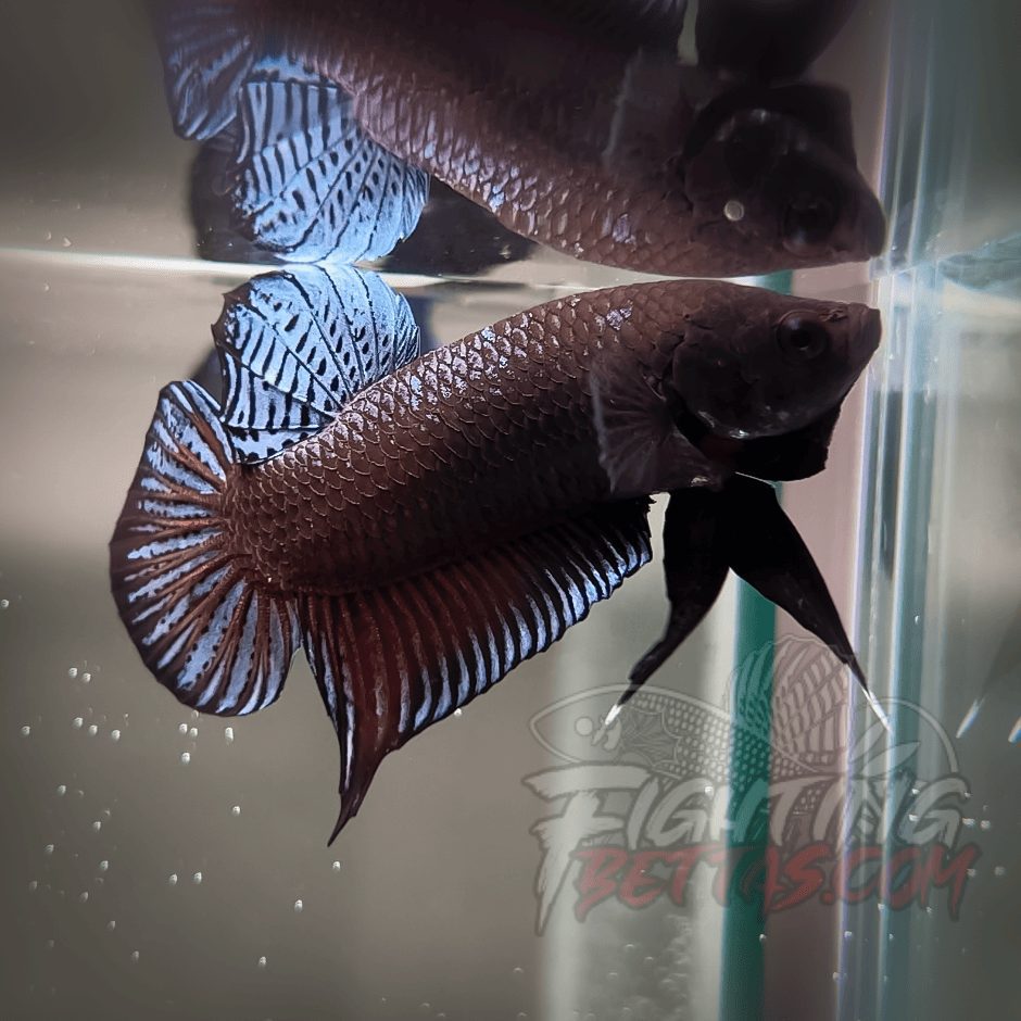 Sakai Top Fighter D226#9 Imported Thai Bloodline Betta Plakat