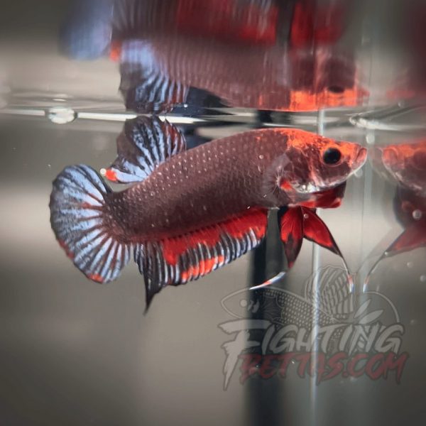 Sakai “GHOST” Fighter SG10#14 Thai Bloodline Betta Plakat