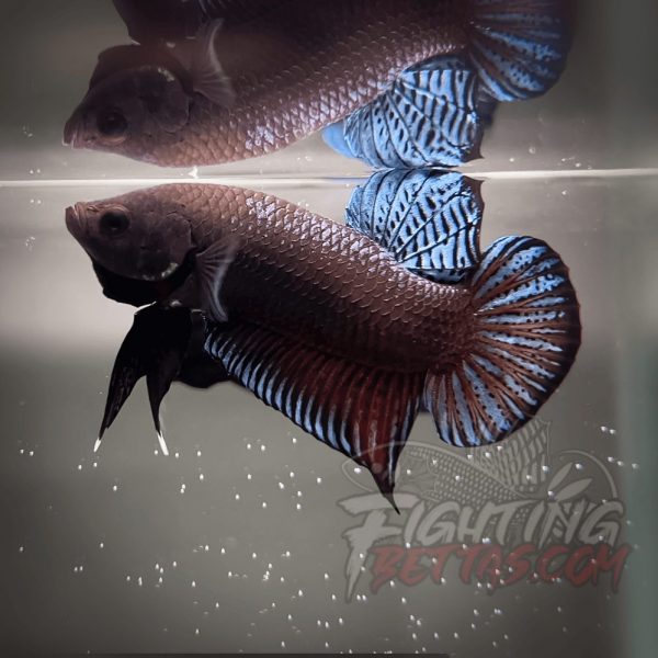 Sakai Top Fighter D226#9 Imported Thai Bloodline Betta Plakat