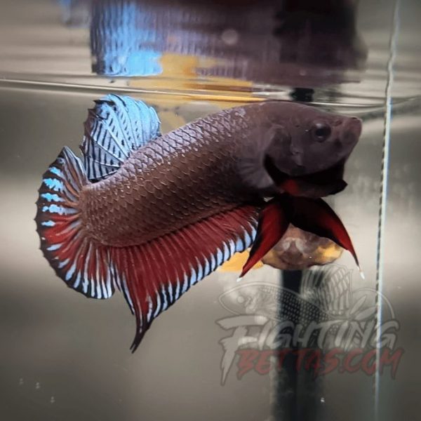 Spartan Series Ultimate Fighter SP1#8 Thai Bloodline Betta Plakat