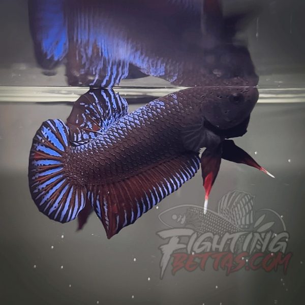 Spartan Series Ultimate Fighter SP1#14 Thai Bloodline Betta Plakat
