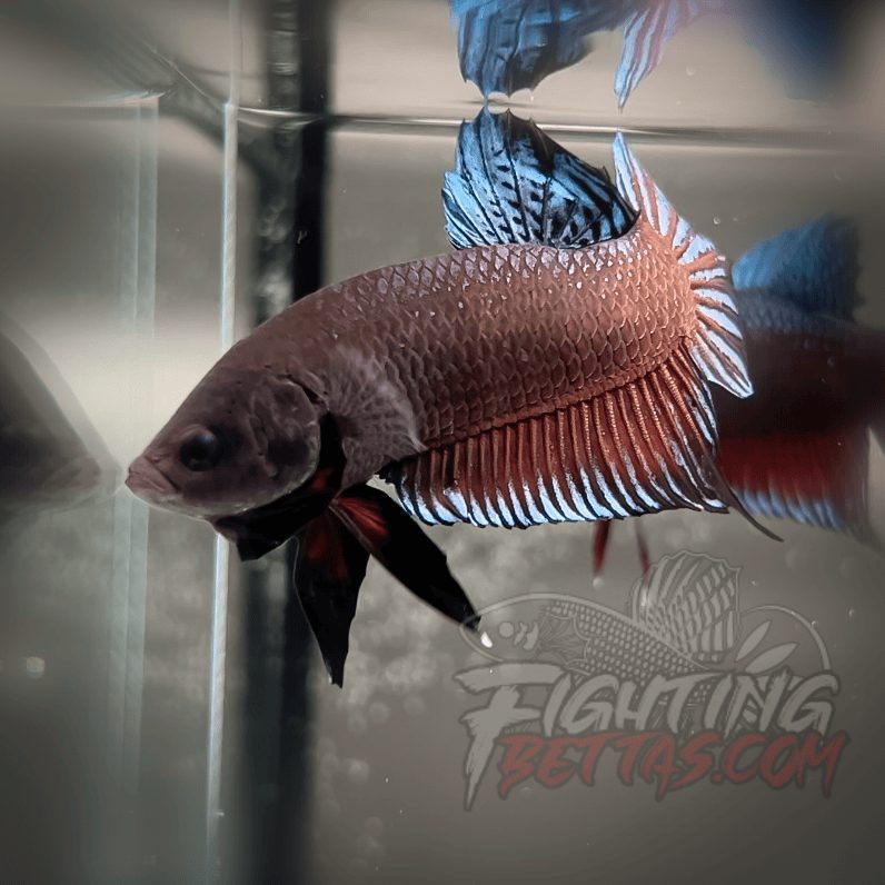 Spartan Series Ultimate Fighter SP1#7 Thai Bloodline Betta Plakat