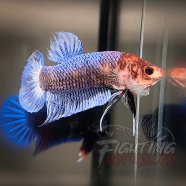 Sakai “GHOST” Fighter SG10#18 Thai Bloodline Betta Plakat