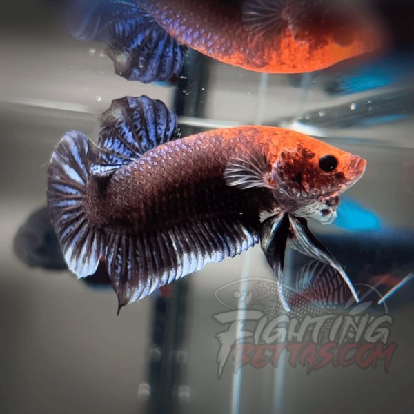 Sakai “GHOST” Fighter SG10#15 Thai Bloodline Betta Plakat
