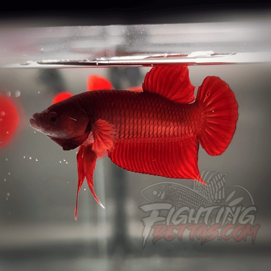 Fire Bagan API BA2#6 Imported Indo Bloodline Betta Plakat