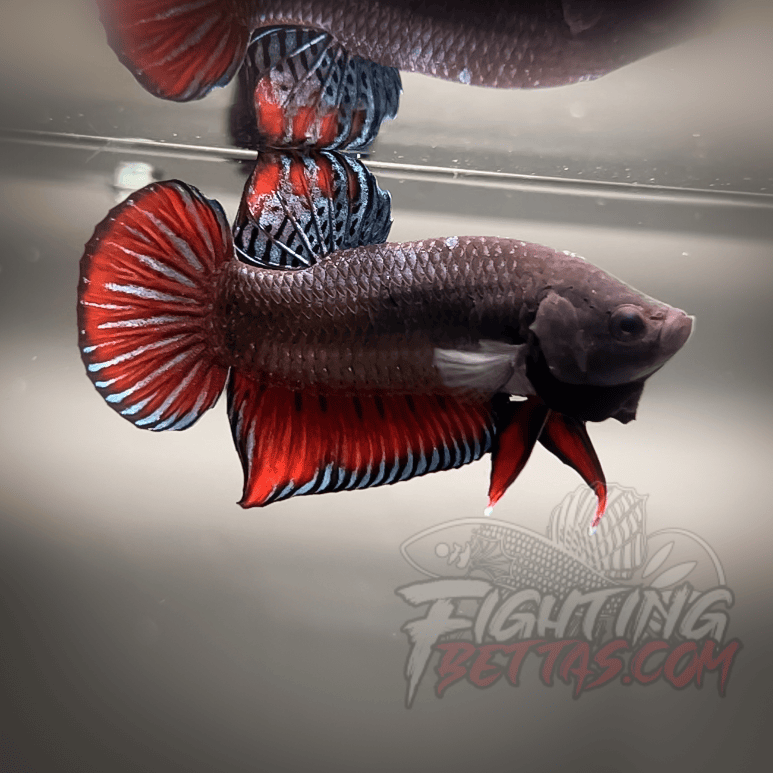 Spartan Series Ultimate Fighter SP1#9 Thai Bloodline Betta Plakat