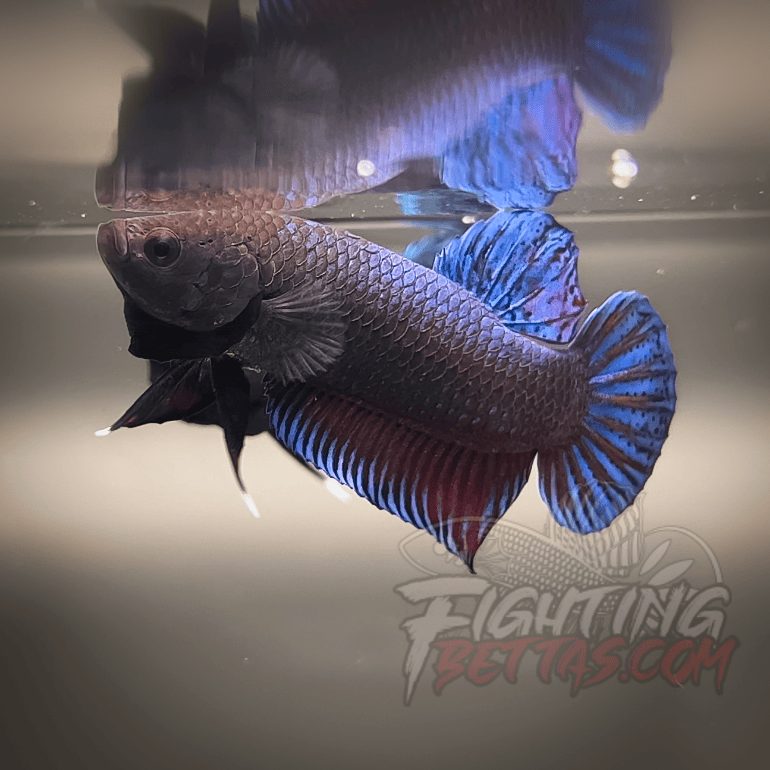 Sakai Top Fighter D226#6 Imported Thai Bloodline Betta Plakat