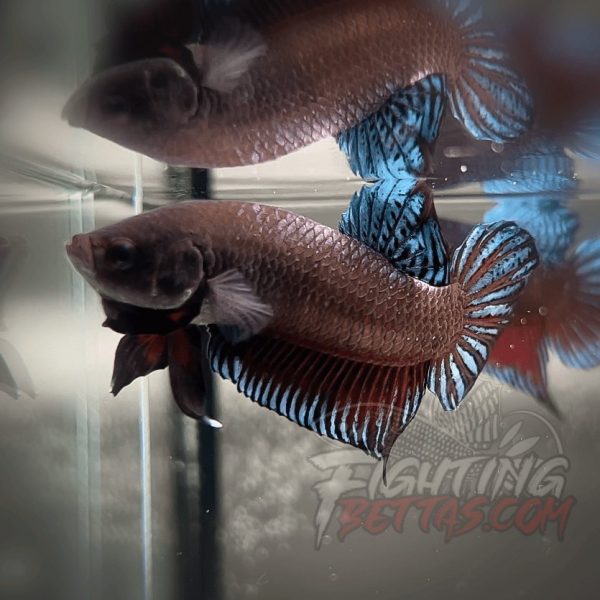 Spartan Series Ultimate Fighter SP1#7 Thai Bloodline Betta Plakat