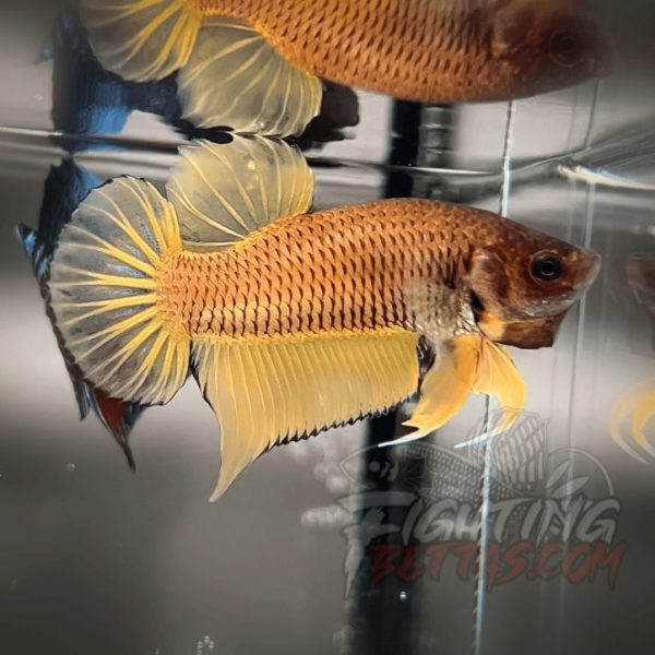 Yellow Bagan API YB#1 Imported Indo Bloodline Betta Plakat Limited