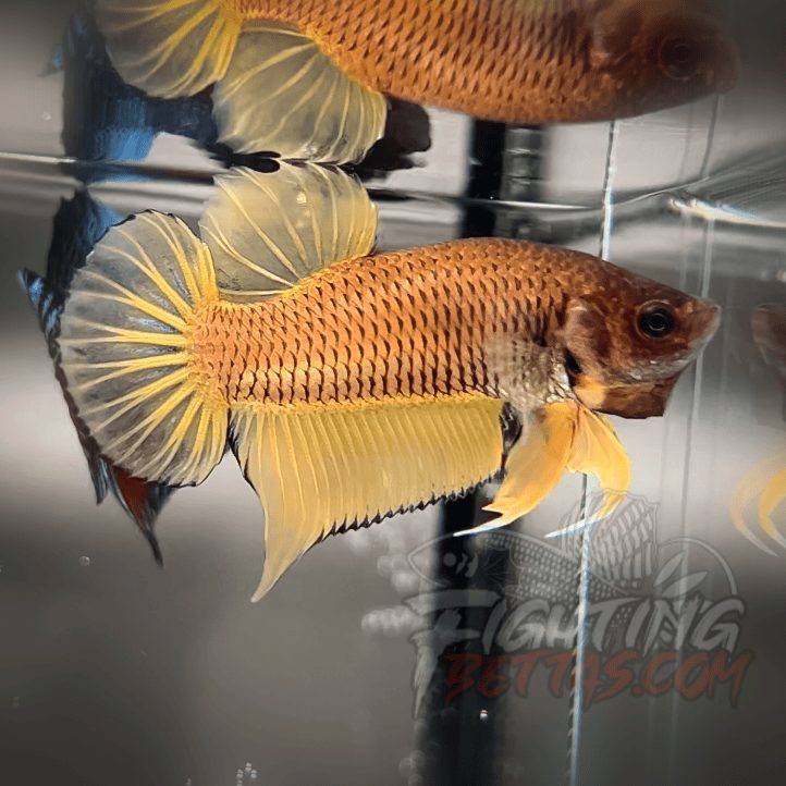 Yellow Bagan API YB#1 Imported Indo Bloodline Betta Plakat Limited