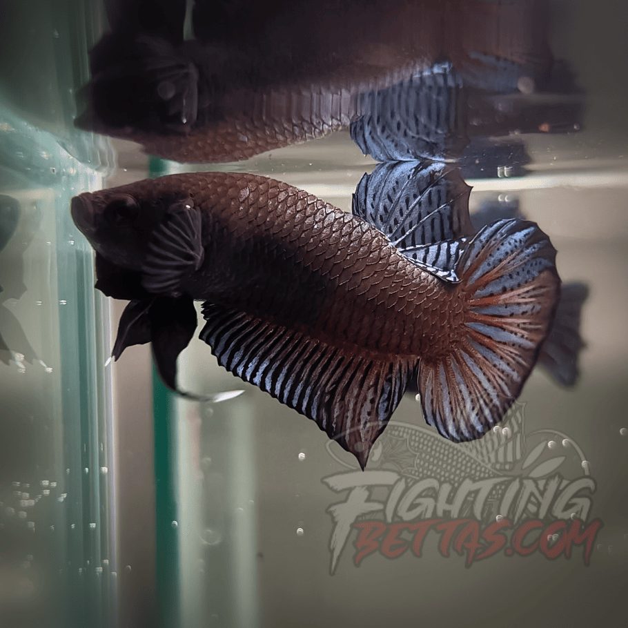 Sakai Top Fighter D226#10 Imported Thai Bloodline Betta Plakat