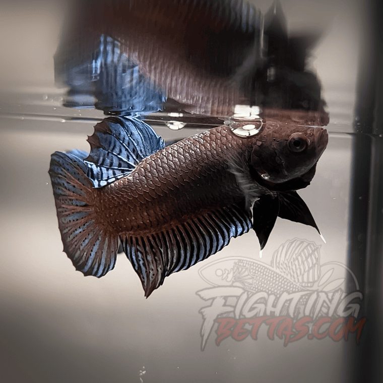 Sakai Top Fighter D226#2 Imported Thai Bloodline Betta Plakat