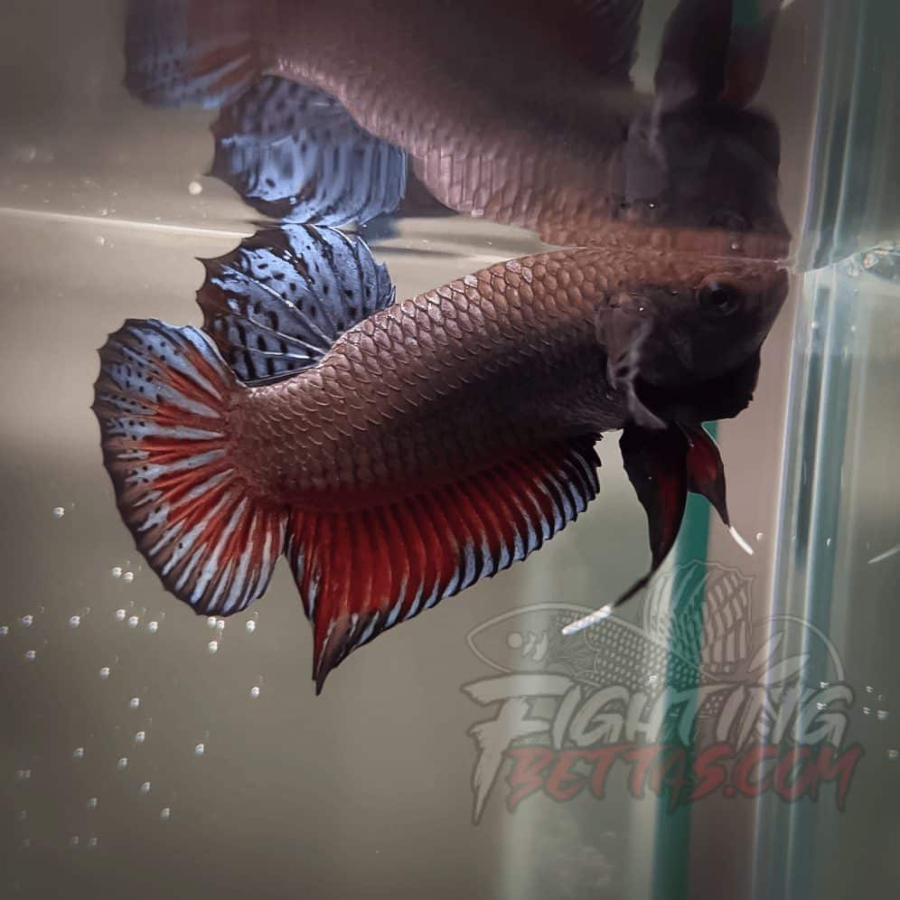 Spartan Series Ultimate Fighter SP1#16 Thai Bloodline Betta Plakat
