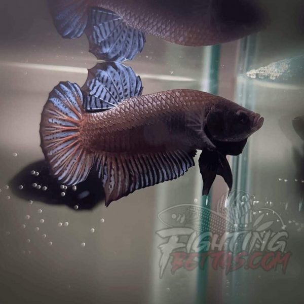 Sakai Top Fighter D226#10 Imported Thai Bloodline Betta Plakat
