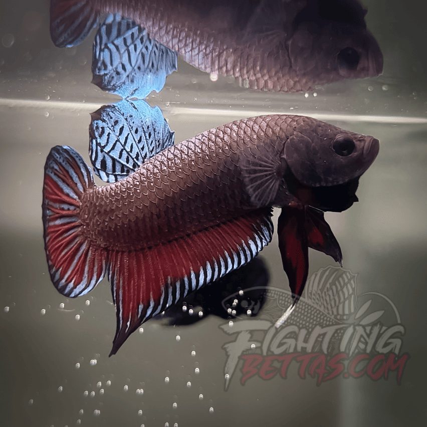 Spartan Series Ultimate Fighter SP1#15 Thai Bloodline Betta Plakat