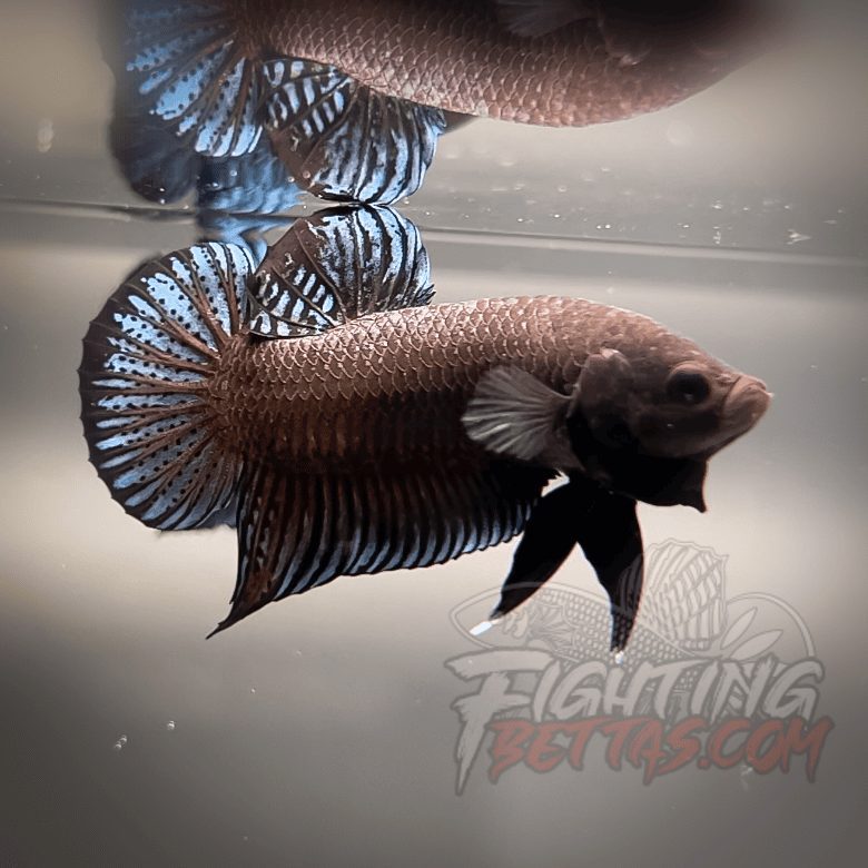Phantom Series PH#11 Imported Thai Bloodline Betta Plakat