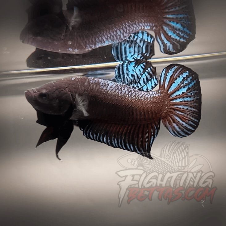 Sakai Top Fighter D226#4 Imported Thai Bloodline Betta Plakat