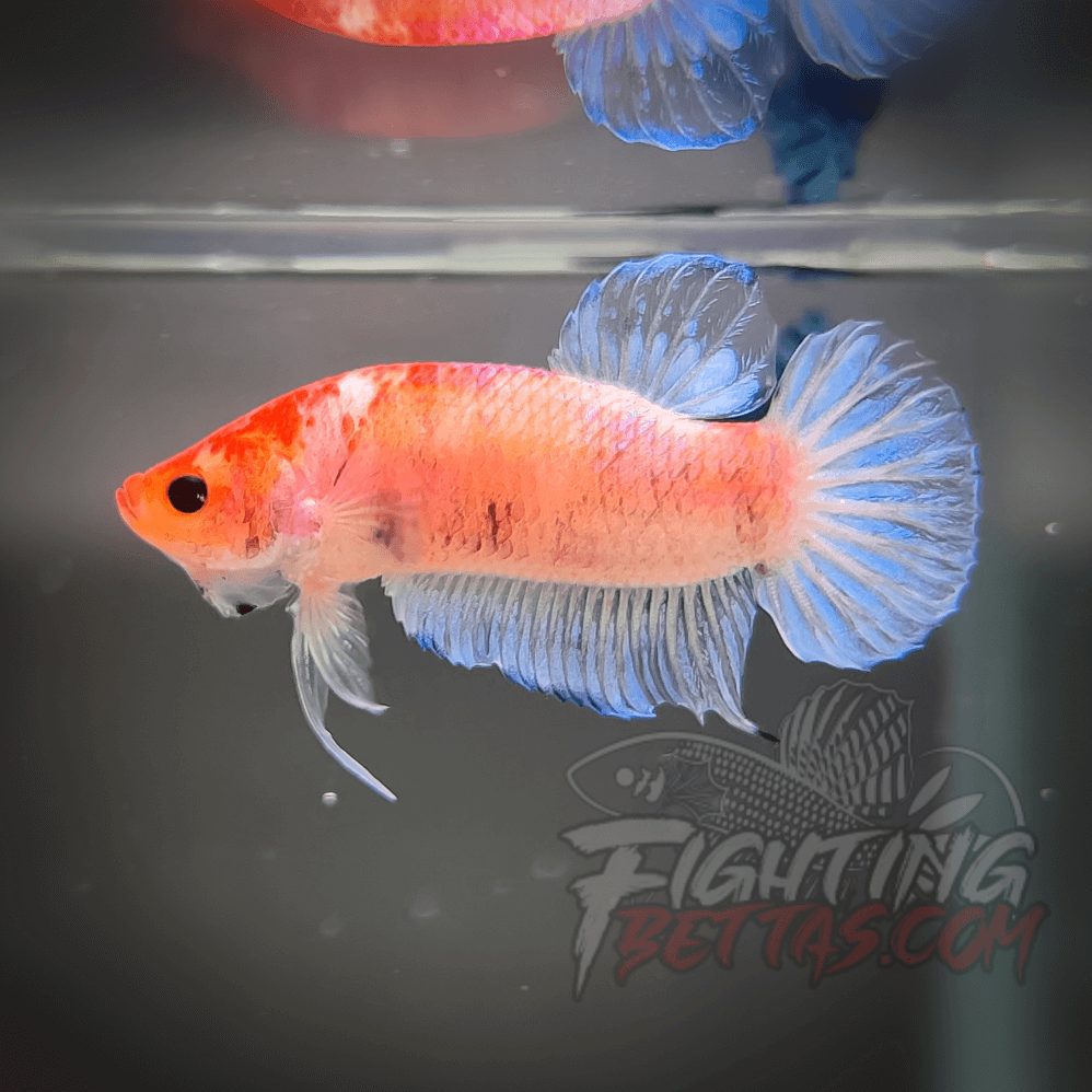 Sakai “GHOST” Fighter SG11#3 Thai Bloodline Betta Plakat