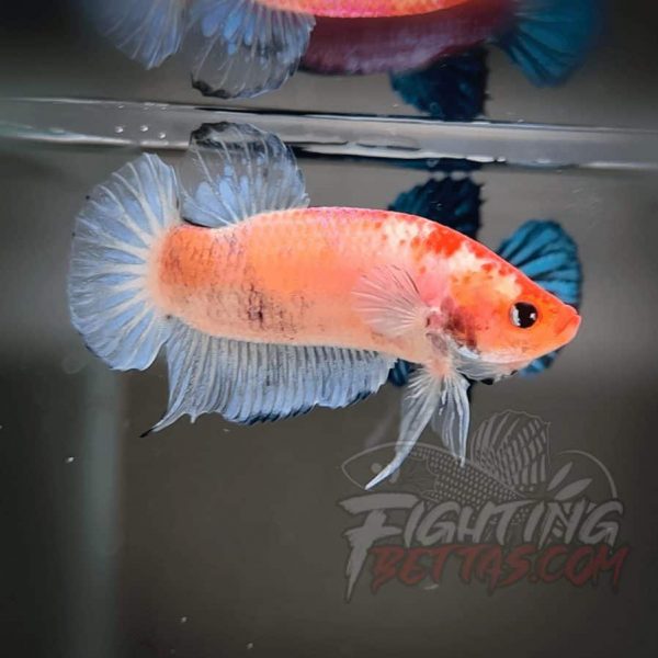 Sakai “GHOST” Fighter SG11#3 Thai Bloodline Betta Plakat