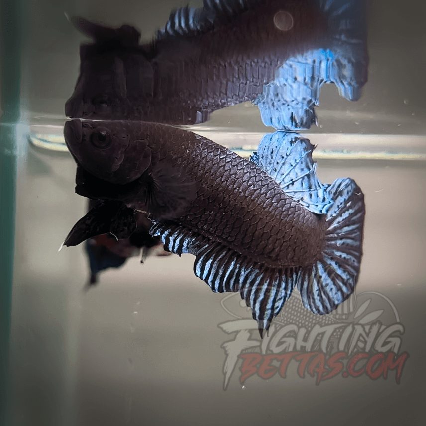 Phantom Series PH2#2 Imported Thai Bloodline Betta Plakat