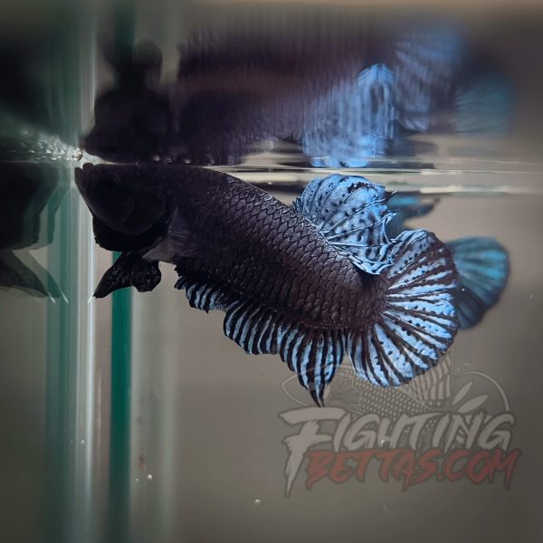 Phantom Series PH2#2 Imported Thai Bloodline Betta Plakat