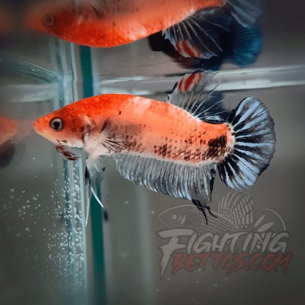 Sakai “GHOST” Fighter SG11#2 Thai Bloodline Betta Plakat