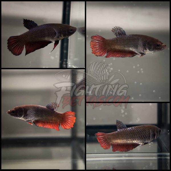 Indonesian Fighter Female Indo Bloodline Betta Plakat
