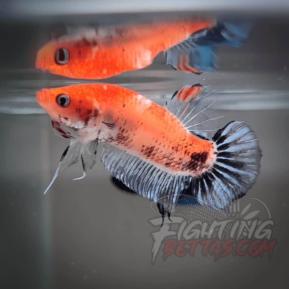 Sakai “GHOST” Fighter SG11#2 Thai Bloodline Betta Plakat