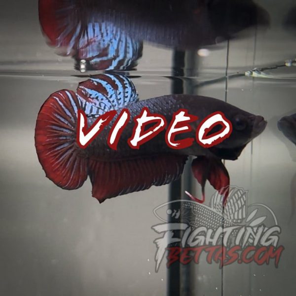 Ares Series AS#4 Secret Sauce Bloodline Betta Plakat