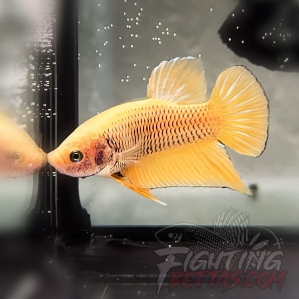 Yellow Bagan API YB#4 Imported Indo Bloodline Pet quality