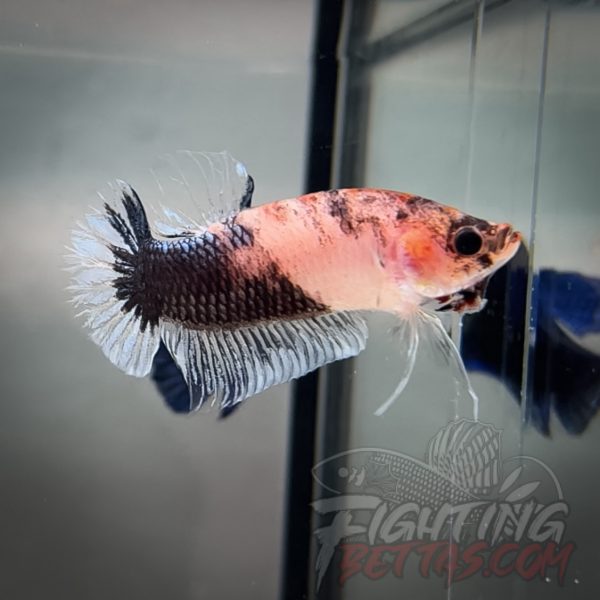 Fire Bagan API BA4#2 Imported Indo Bloodline Betta Plakat Limited