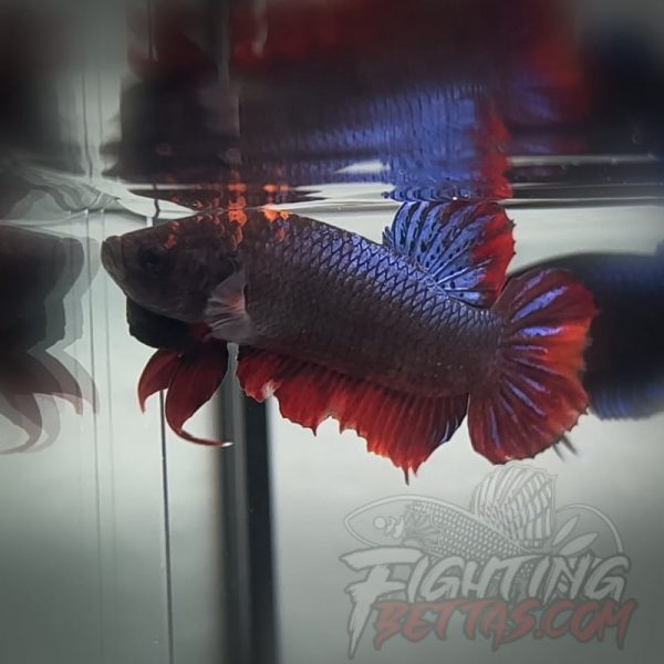 Sakai “GHOST” Fighter SG12#13 Thai Bloodline Betta Plakat