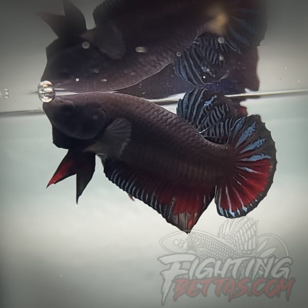 Fire Bagan API BA4#2 Imported Indo Bloodline Betta Plakat Limited