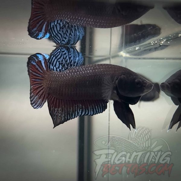 Spartan Series Ultimate Fighter SP6#5 Thai Bloodline Betta Plakat
