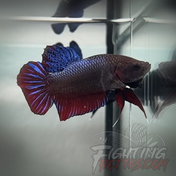 Fire Bagan API BA4#4 Imported Indo Bloodline Betta Plakat Limited