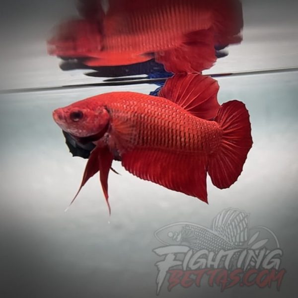 Fire Bagan API BA4#6 Imported Indo Bloodline Betta Plakat Limited