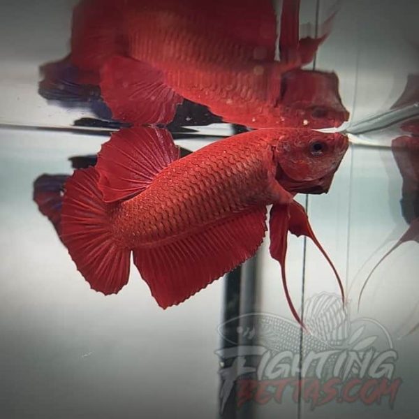 Fire Bagan API BA4#10 Imported Indo Bloodline Betta Plakat Limited