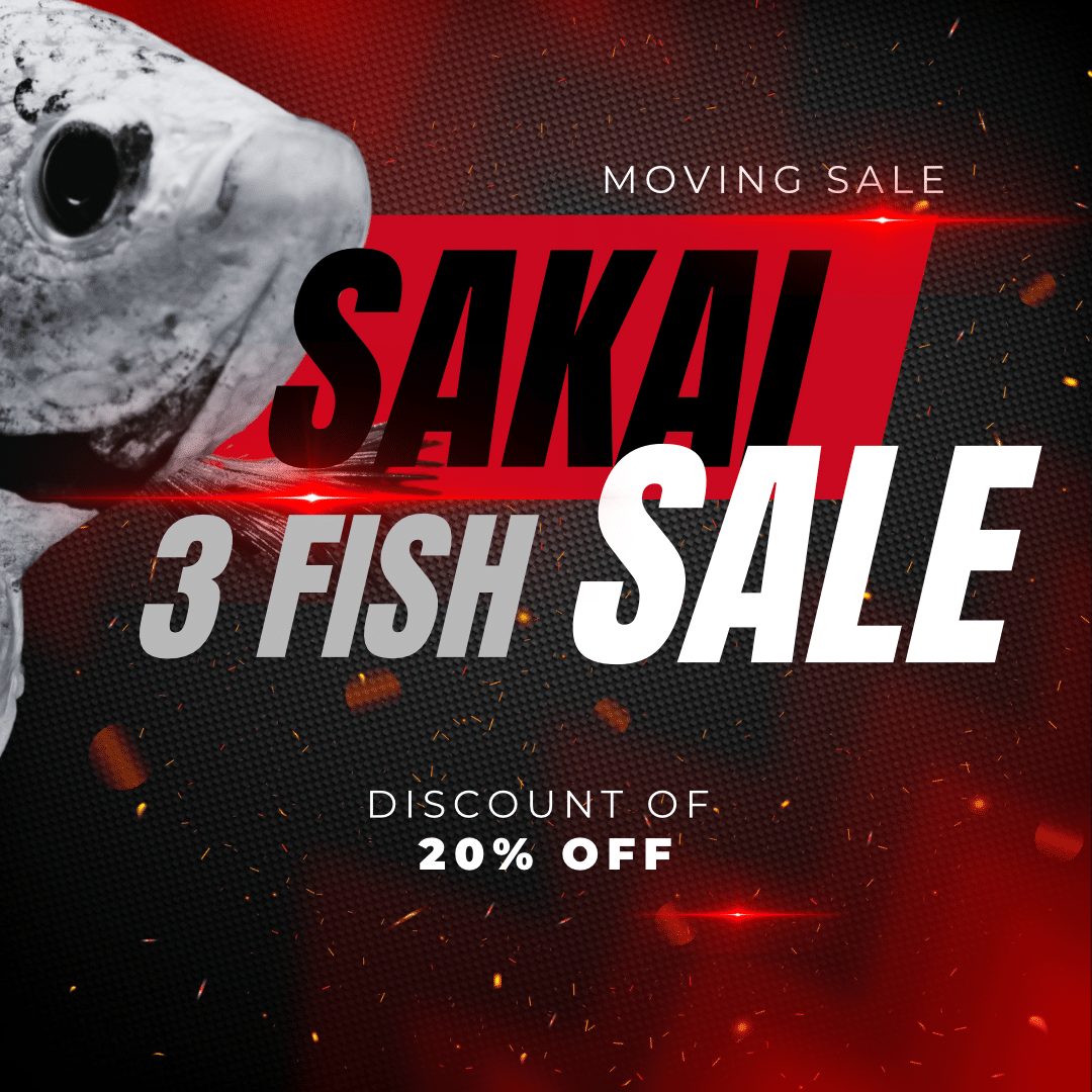 3 Sakai Top Fighter Bundle Imported Thai Bloodline Betta Plakat