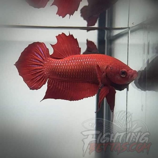 Fire Bagan API BA5#1 Imported Indo Bloodline Betta Plakat Limited