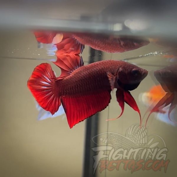 Fire Bagan API BA5#7 Imported Indo Bloodline Betta Plakat Limited